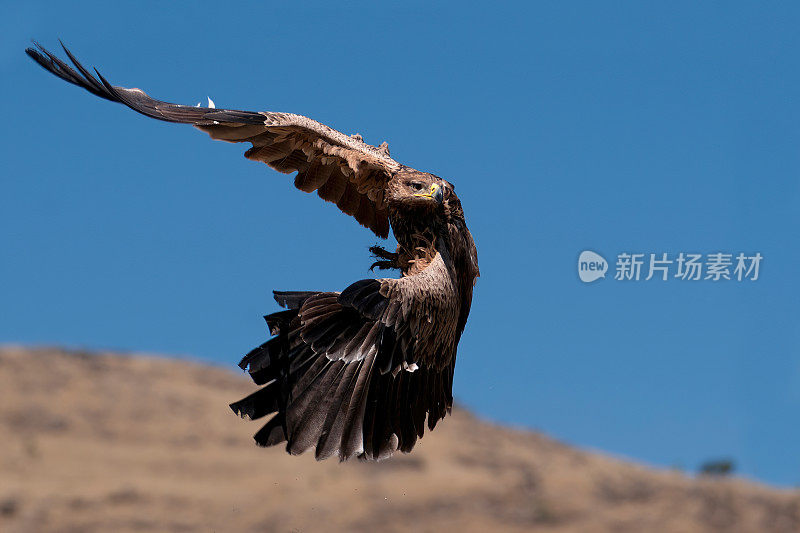 Flight Operation Tawny Eagle in the Simien Mountains - Ethiopia